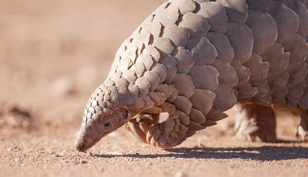 A pangolin sniffing the ground