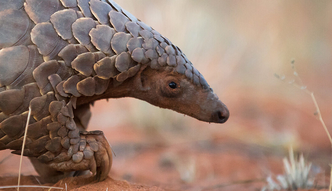 Eye of the Pangolin: A Film About The Most Trafficked Animal on the Planet