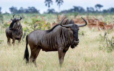 African Animal Facts: Interesting Facts About Wildebeest