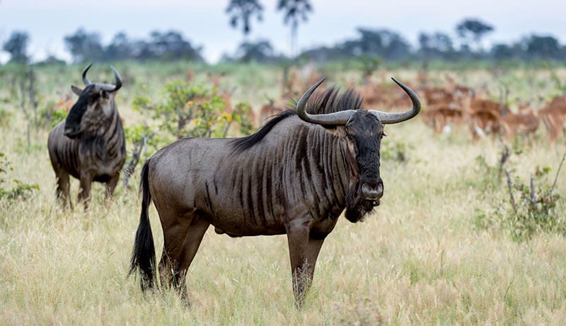 African Animal Facts: Interesting Facts About Wildebeest | African Safaris