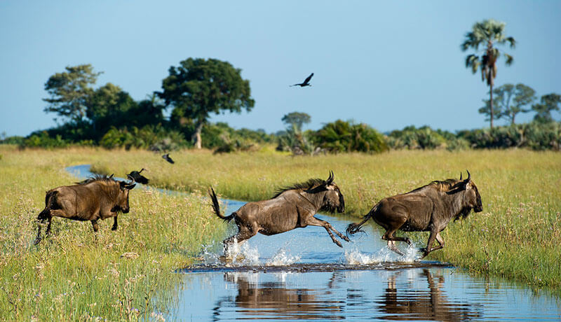 African Animal Facts: Interesting Facts About Wildebeest | African Safaris