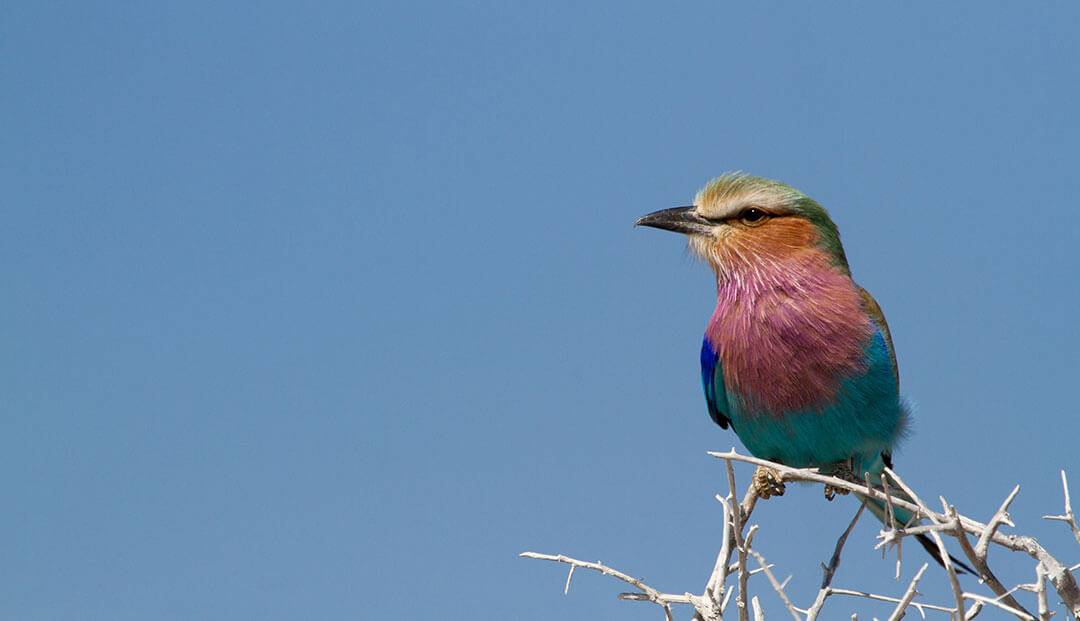 Birds in South Africa - Southern African Birding