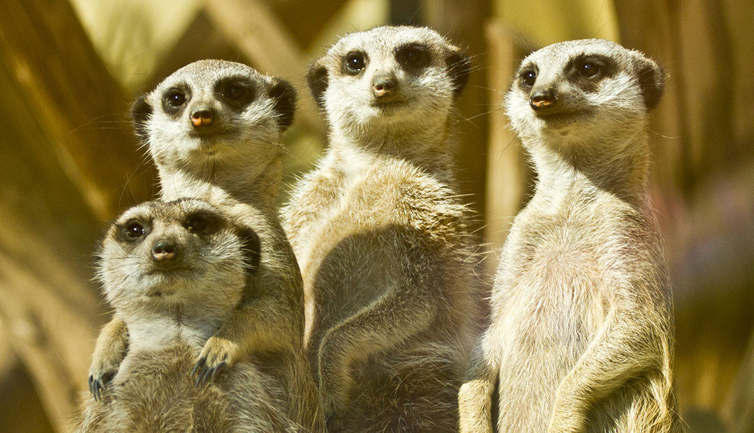 African Animal Facts: Interesting Facts About Meerkats