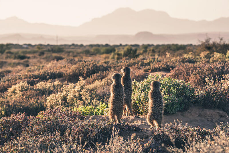 Meerkats looking into the distance in the Kalahari Desert
