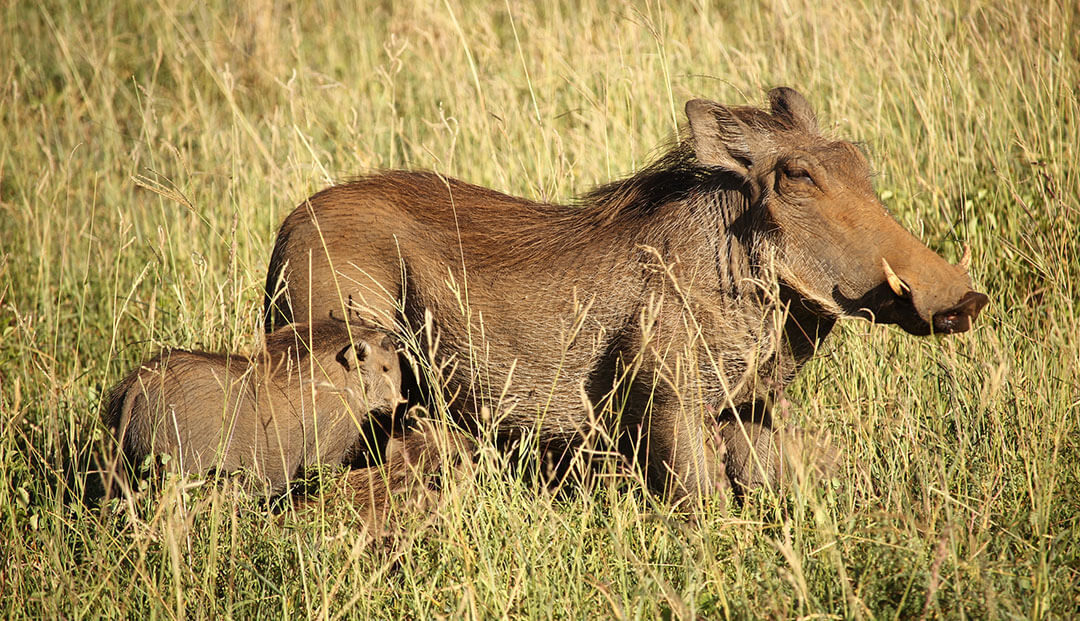 Female warthog and babies