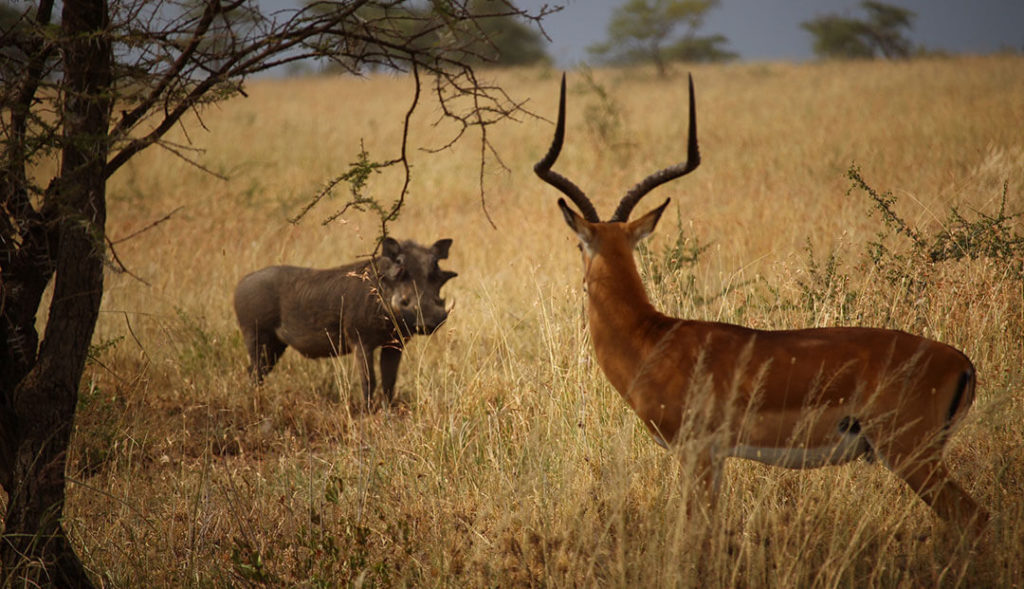 Warthog and springbok staring at each other