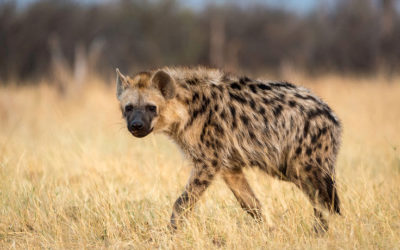 African Animal Facts: Interesting Facts About Hyenas