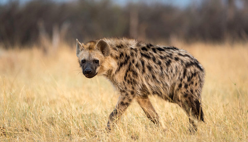 Hyena walking in DescriptionHwange National Park in Zimbabwe