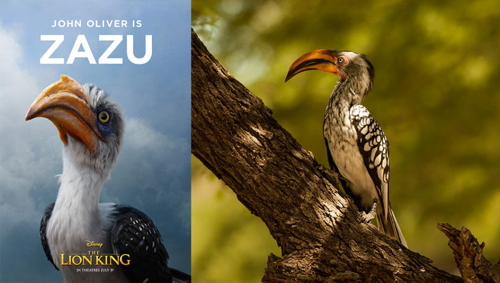 Zazu from The Lion King and a yellow billed horn bill