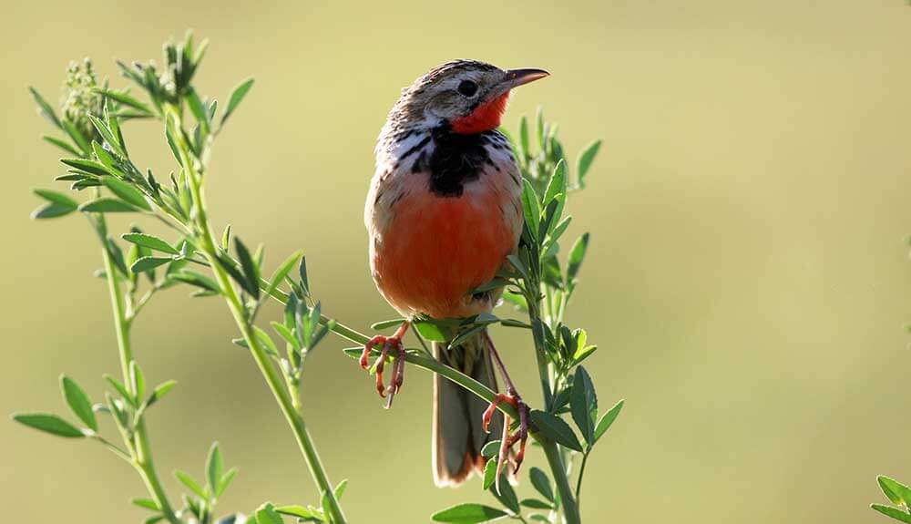 Top Five Birds of Botswana’s Chobe National Park