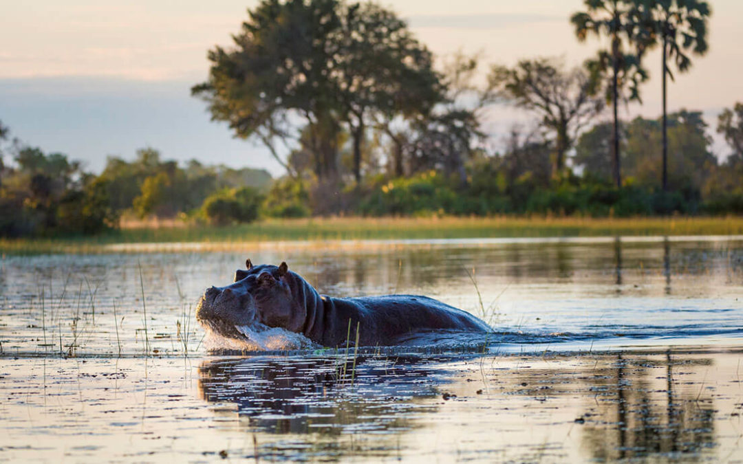 A hippopotamus walking in the waters of the Okavango Delta in Botswana
