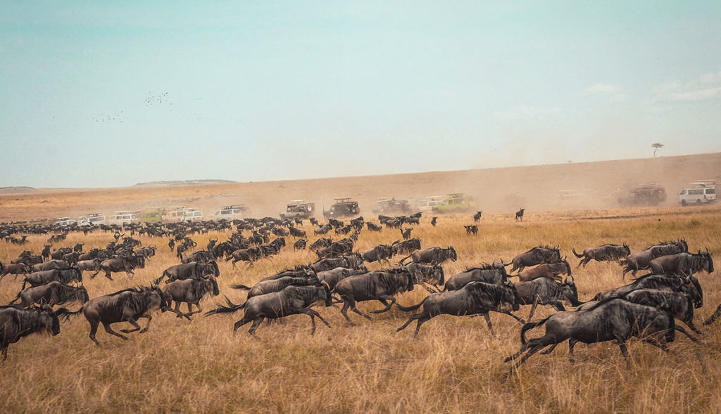 Wildebeest herd running across the Masai Mara in Kenya