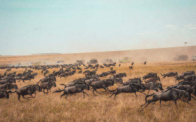 Everything you need to know about the Great Wildebeest Migration