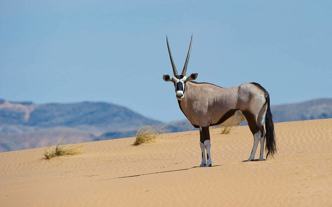 An oryx standing on a sand dune in Kunene, Namibia