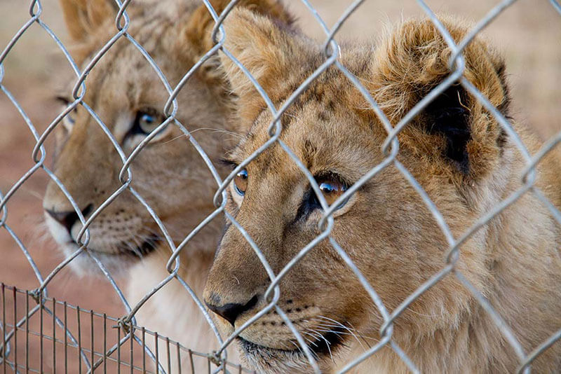 Two lion cubs behind a wire fence for Blood Lions wildlife documentary promo image