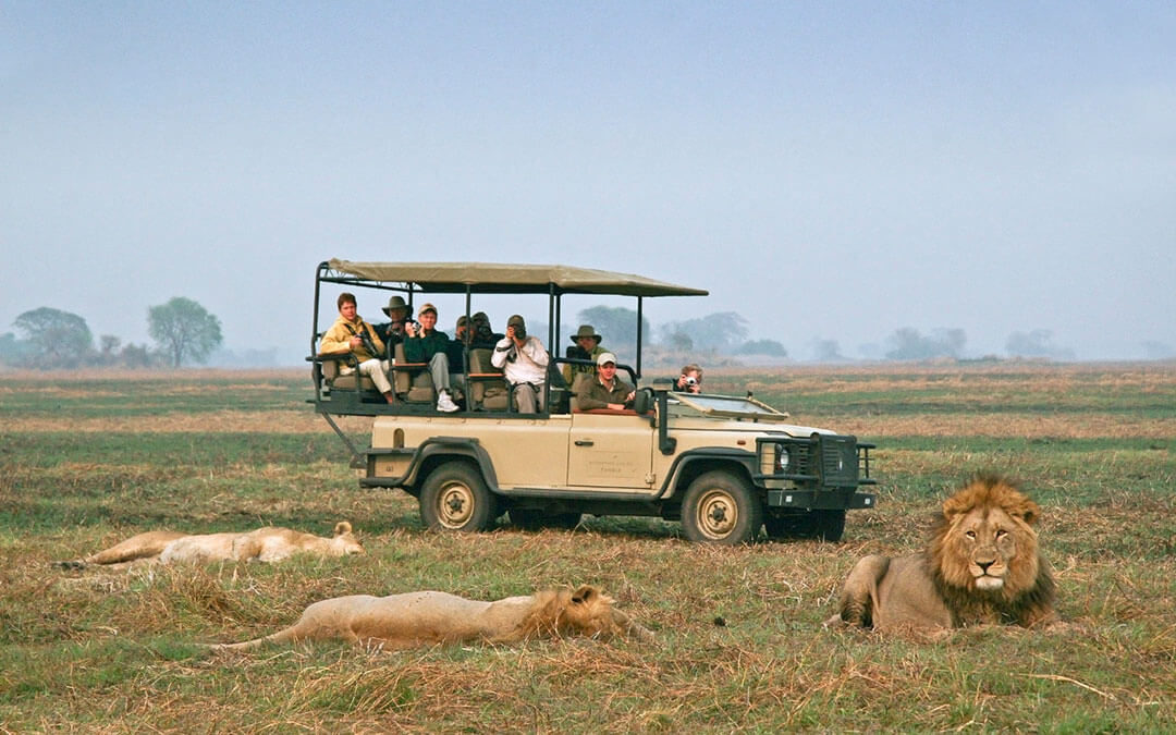 Safari game drive with lion sightings