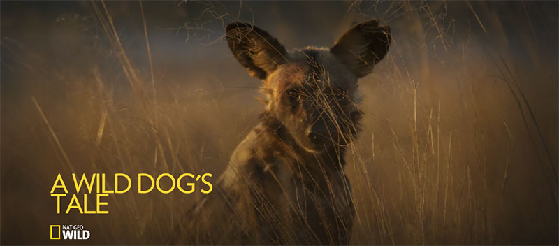 Solo A Wild Dog’s Tale Wildlife Documentary promo image