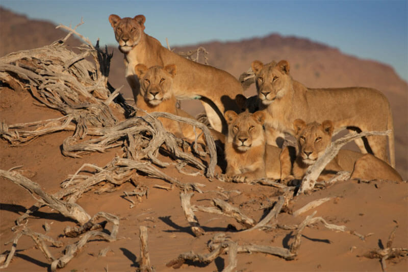 Vanishing Kings Lions of the Namib wildlife doc promo image