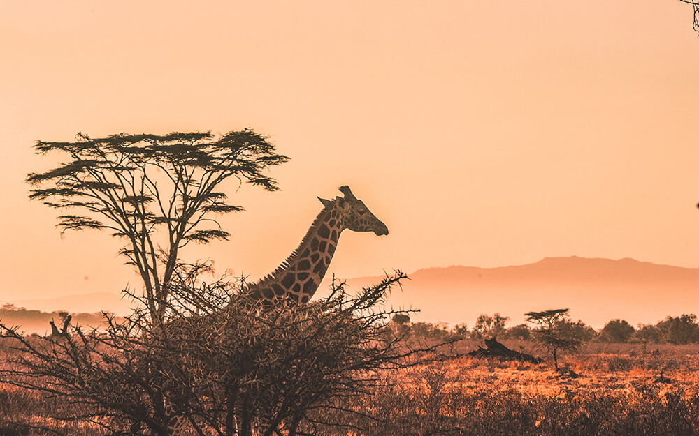 Masai giraffe in Masai Mara