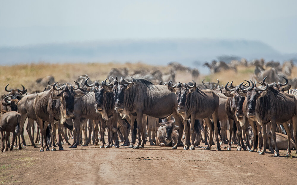 Wildebeestr in road in Masai Mara