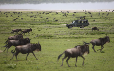 6 Reasons to go on a Serengeti Safari