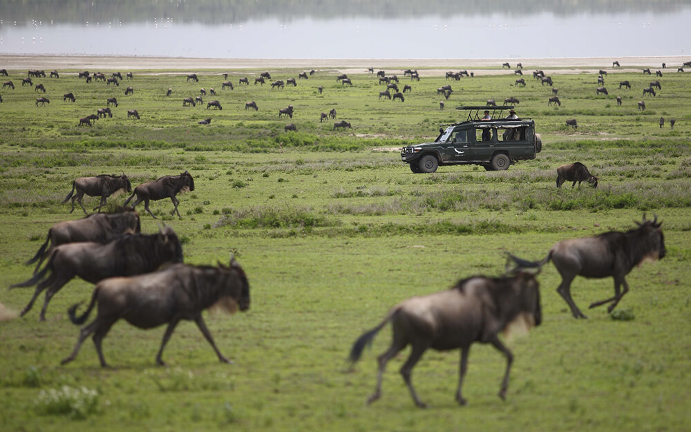 Safari game drive through wildebeest herd in the Serengeti National Park in Tanzania