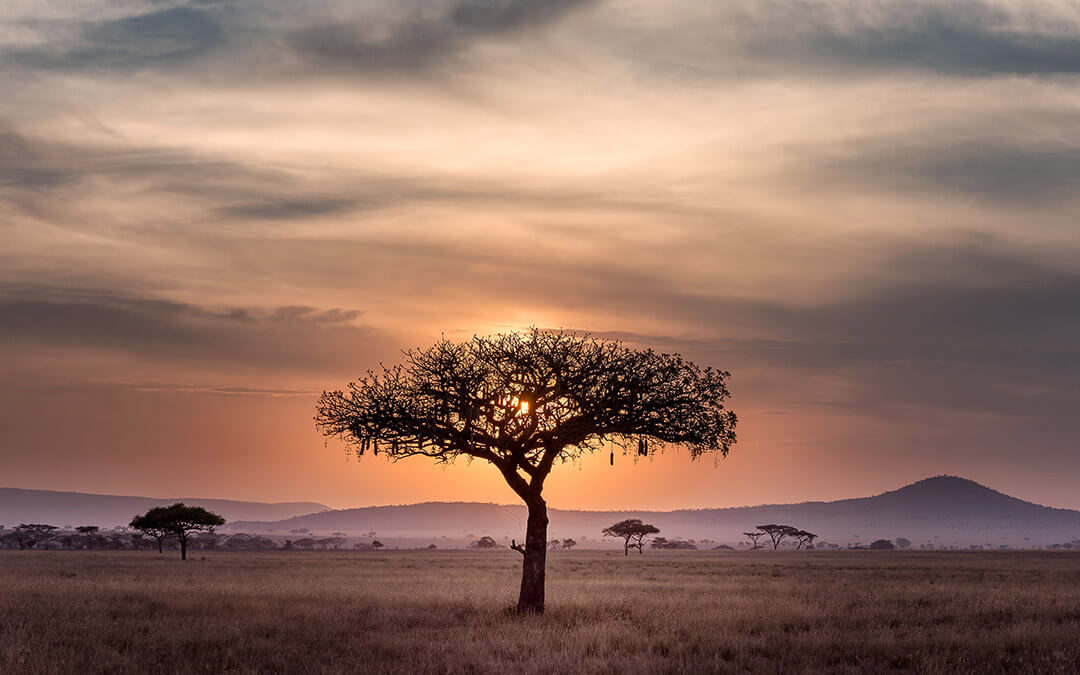 Tree at sunset in Serengeti