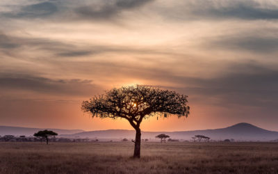 Masai Mara vs Serengeti Safari: Which is Best?