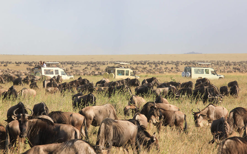 Great Migration wildebeest and safari cars