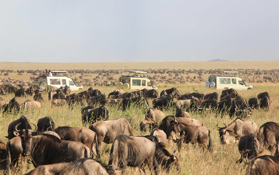 Masai Mara vs Serengeti Safari: Which is Best?